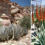 Aloe porphyrostachys ssp koenenii (Petra, Jordan) The "Jesus-Christ's Aloe" (RARE).  Blue leaves and red flowers. Available 12cm and 15cm Ø